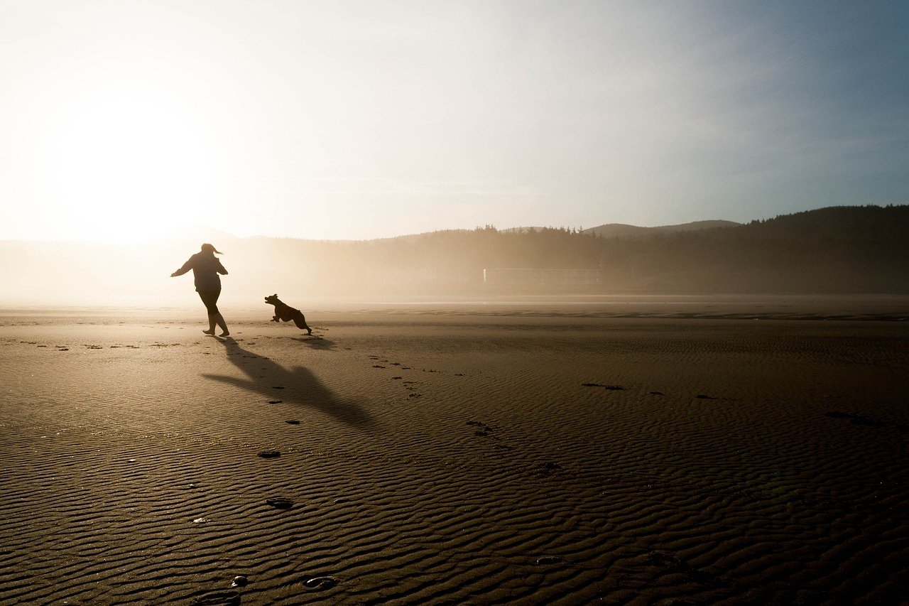 beach, animal, dog-863139.jpg