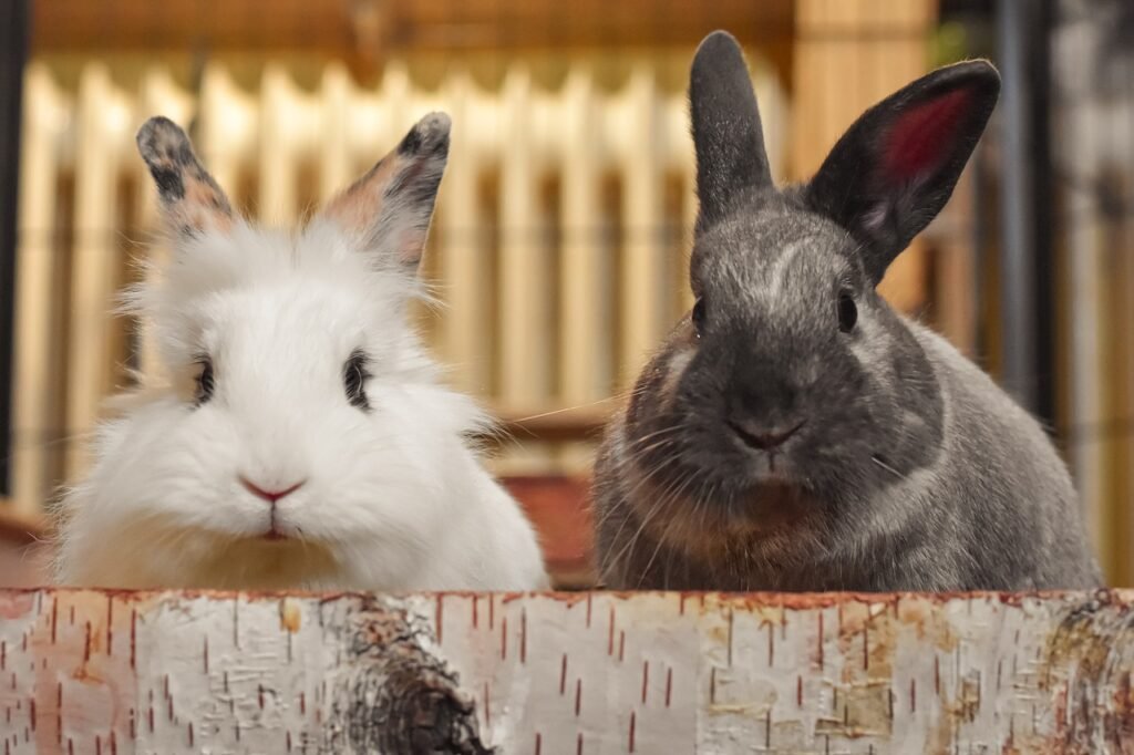 rabbits, nature, pets-6988283.jpg