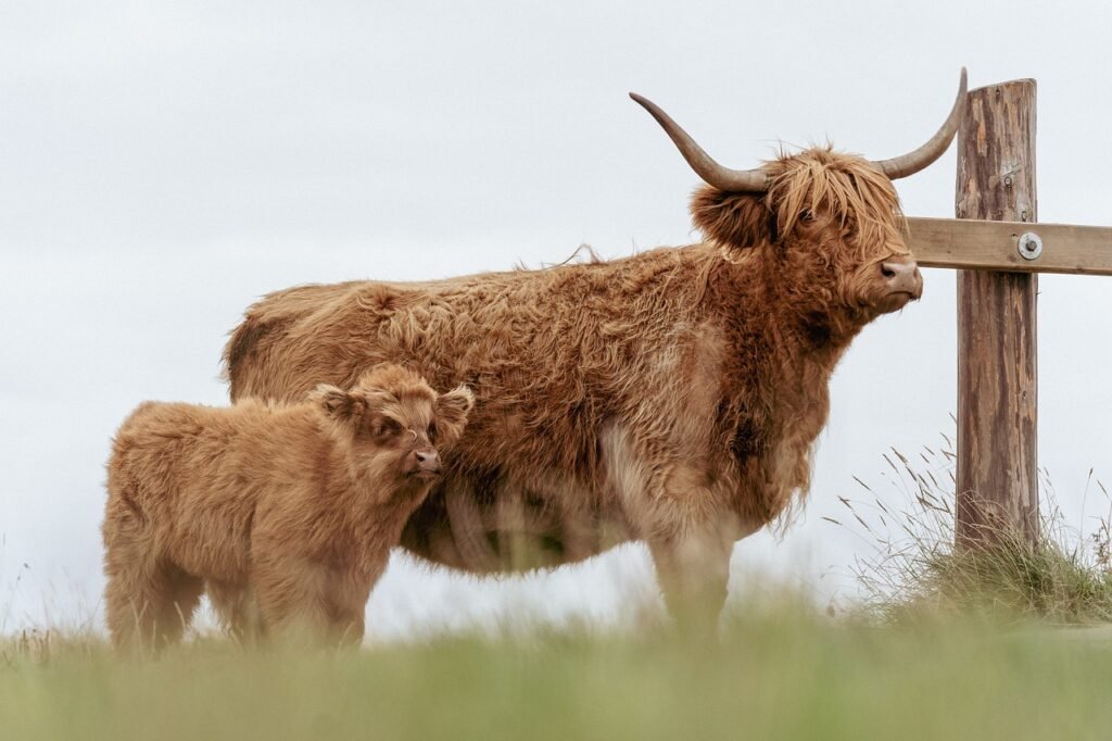 cows, calf, cattle-7185276.jpg