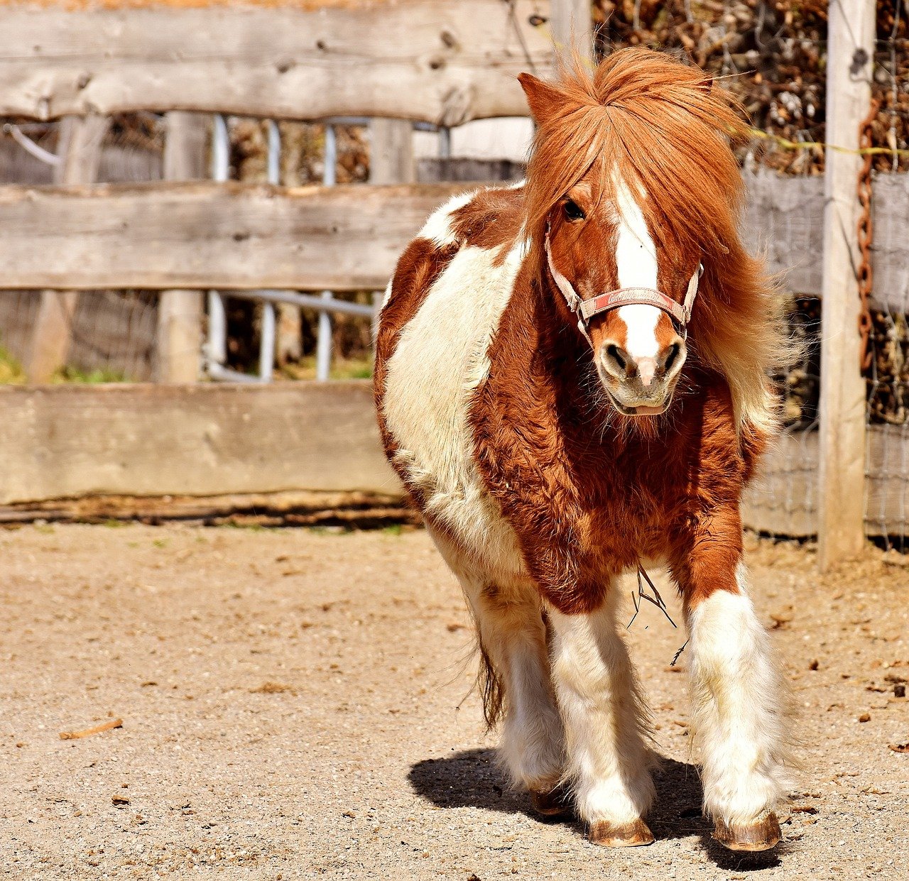 pony, running, cute-2189575.jpg